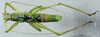 CollectionObject 1537883; 0fb603f1-9bad-4e48-b4cc-e81021eb52a1: male, dorsal view (paratype). (CollectionObject).