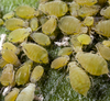 Aphis (Aphis) asclepiadis Fitch, 1851: Apterous colony on Asclepias syriaca (Photo:Voegtlin, D.). (Otu).