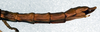 CollectionObject 1558243; NMW 270, 0916bbfe-543f-4cd3-b09e-0a7df7024aba: copyright NMW, Vienna. female: end of abdomen, lateral view (lectotype). (CollectionObject).