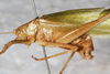 CollectionObject 1475836; NMW 16638, 912b7a10-312d-406a-96a3-a66d1f2c1826: male, lateral view (syntype). (CollectionObject).