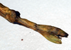 CollectionObject 1560915; 7bc1b81b-fe15-40ae-8562-9d2283aa5e07: copyright NMW. female: end of abdomen, lateral view (syntype). (CollectionObject).;CollectionObject 1560916; b8f97275-b3f4-4847-9cda-4f8a5b4efe6b: copyright NMW. female: end of abdomen, lateral view (syntype). (CollectionObject).