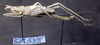 CollectionObject 1537882; efd97da2-c143-442c-905d-4a46cf9e086c: female, lateral view (paratype). (CollectionObject).