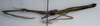 CollectionObject 1561756; 87d264aa-f8a9-4b79-a1ce-da14ec59e867: copyright NMW, Vienna. female, lateral view (syntype). (CollectionObject).;CollectionObject 1561757; fdc7cb66-eaee-4bf4-8ad1-790ac0b88530: copyright NMW, Vienna. female, lateral view (syntype). (CollectionObject).;CollectionObject 1561758; d2b399de-d4f8-40d6-8164-fd3d8cc60fe7: copyright NMW, Vienna. female, lateral view (syntype). (CollectionObject).