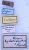 CollectionObject 1534625; a91330ef-00ac-455e-b171-db922775cfa1: labels (syntype). (CollectionObject).