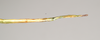 CollectionObject 1562025; 93bb3eb7-2d67-47e1-b92d-928e07fa2bc3: copyright ANIC, Canberra. female: end of abdomen, dorsal view (paratype). (CollectionObject).;CollectionObject 1562026; 82becf04-55d0-4b8a-af82-e8859489fee6: copyright ANIC, Canberra. female: end of abdomen, dorsal view (paratype). (CollectionObject).