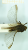 CollectionObject 1587050; 7bd76f55-aee3-429a-8337-32115fdc5a66, NHMUK010924794: female, dorsal view (paralectotype). (CollectionObject).