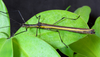 Paraphasma laterale (Fabricius, 1775): copyright Pedro Ivo Chiquetto-Machado. female, São Paulo (São Paulo, Brazil). (Otu).