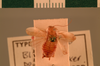 Balta patula (Walker, 1869): Copyright UMO, Oxford. Type of Blatta patula, dorsal view. (Otu).