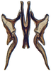 Connective: Drakensbergena phaeogramma, connective and stylus, ventrally (INHS). (Observation).