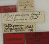 CollectionObject 1535193; 8953e378-407e-49fd-ba6a-8eb56171186b: labels (lectotype). (CollectionObject).