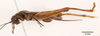 CollectionObject 1523763; fc9bd22e-deea-4046-8659-3b75f0d95a18: male, lateral view (holotype). (CollectionObject).