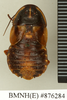 Sibylloblatta pustulata (Hebard, 1929): Copyright Natural History Museum, London. Holotype (adult male) in BM(NH). Dorsal view. (Otu).