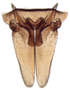Subgenital plate: !! display not done !! on Acinopterini Oman, 1943: Acinopterus acuminatus, subgenital plates, valve, connective, and styles, ventrally (INHS). (Observation).