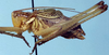 CollectionObject 1522608; 78083fda-3ba1-4cc8-b6f0-87be1211fb49: male (type). (CollectionObject).