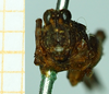 CollectionObject 1477358; 84585d28-da07-4b49-9c3d-9310df39b96b, NHMUK010924791: male, frontal view (syntype). (CollectionObject).