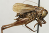 CollectionObject 1521791; be9bb65d-1fe3-4a66-be1a-e7520294fbb0: male, lateral view (paratype). (CollectionObject).