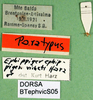labels (paratype of Ephippiger vicheti). Depicts CollectionObject 1502002; fec376f6-37b4-45a3-a89f-5bc9f1946f2e, a CollectionObject.
