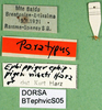 CollectionObject 1502002; fec376f6-37b4-45a3-a89f-5bc9f1946f2e: labels (paratype of Ephippiger vicheti). (CollectionObject).