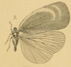Habitus, dorsal view on Bythopsyrna tineoides (Olivier, 1792): (Observation).