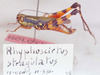 Rhyphoscirtus stragulatus Amédégnato & Descamps, 1979: Image Carbonell, C.S. male (holotype). (Otu).