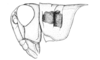 Ronderosia piceomaculata (Carbonell, 1972): Fig. 3D. male, head and pronotum, lateral view. (Otu).