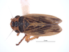 Habitus, dorsal view on Evacanthus (Evacanthus) emilus (Bliven, 1955): (Observation).