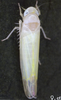 Habitus, dorsal view on Edwardsiana soror (Linnavuori, 1950): Habitus (female). (Observation).