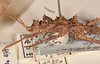 CollectionObject 1558300; 3f27b43c-2ffb-45d4-b6ae-9ddb7caa2234: copyright UMO. female, head & thorax, lateral view of Acanthoderus ulula juv. (holotype). (CollectionObject).