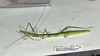 CollectionObject 1597625; 42ae2e81-72fe-4c69-8c00-7e2da31962ac: copyright QM. female, lateral view (holotype). (CollectionObject).