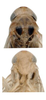Head on Anufrievia confluensa Tan, Jiang & Song, 2021: (Observation).