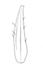Ceuthophilus (Geotettix) polingi Hubbell, 1936: Fig. 337 (after holotype). subdistal cephalic spur of caudal tibia. (Otu).