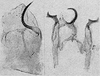 Other: !! display not done !! on Eratoneura ballista (Beamer, 1932): Pygofer lobe, aedeagus, connective, and styli. (Observation).