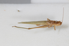CollectionObject 1505643; 87030095-48d6-4deb-9894-f47ecb3d670c: male, dorsal view (syntype). (CollectionObject).