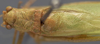 CollectionObject 1565351; b2e8ede2-681a-4cb7-8c45-59241a9611cf: male, dorsal view (syntype). (CollectionObject).