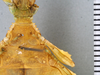 CollectionObject 1561225; 26a2b213-b116-4406-9dd7-a8a0fa79c27d: copyright ANSP. female, mesothorax, ventral view (holotype). (CollectionObject).