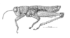Ixalotettix compactus Amédégnato & Descamps, 1979: Fig. 42. male, habitus. (Otu).