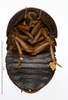 CollectionObject 1587150; MNHN(SF IMPORT DUPLICATE) MNHN-EP-EP1017, a5815b42-d7a4-46be-a366-461894ddbf25: CC BY-NC-ND 4.0/MNHN - Depraetere Marion - 2014. Type, female, of glomeriformis Lucas, 1862. Specimen number: MNHN-EP-EP1017. http://coldb.mnhn.fr/catalognumber/mnhn/ep/ep1017. (CollectionObject).