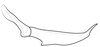 Stylus on Pseudocostanana piraquarensis (Domahovski & Cavichioli, 2023): Male holotype [DZUP]: style, lateral view. (Observation).