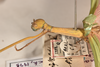 CollectionObject 1559689; b2a489ad-543e-4d64-94cb-86236d2114e3: copyright OUMNH. female: head & thorax, lateral view of synonym Necroscia marmessus (paralectotype). (CollectionObject).