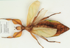 Phyllium bonifacioi Lit & Eusebio, 2014: copyright Royce Cumming. female. (Otu).