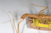 CollectionObject 1562160; 496a5fa6-953e-49f3-a61e-902482882a8a: copyright ZMHB, Berlin. female: head & thorax, lateral view (holotype). (CollectionObject).