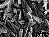 Brochosomes on Dichrophleps Stål, 1869: DP49 | Peru, Rio Santiago, Bassler Collection, Acc. 33591 | 11/21/1924 | Medler? | CAS. (Observation).