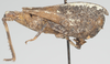 CollectionObject 1580734; f9a96e3b-f1d2-42d4-a446-ca0722c4e779: male, lateral view (paratype). (CollectionObject).