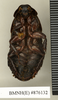 Ancaudellia hamifera (Hanitsch, 1930): Copyright Natural History Museum, London. Non-type (adult female) in BM(NH). Ventral view. (Otu).