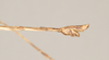 CollectionObject 1561065; NHMUK(SF IMPORT DUPLICATE) 844547, ec084b81-db80-4f71-a812-29f808de63c5: copyright Natural History Museum, London. male: end of abdomen, lateral view (holotype). (CollectionObject).