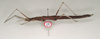 CollectionObject 1562780; b2a15469-c9a2-432c-889c-302d6a528681: copyright ANIC. female: lateral view (holotype). (CollectionObject).