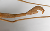 CollectionObject 1557962; 7dadf8b1-eeca-4edb-82ac-3820d481ed4a: copyright ZMHB, Berlin. male: end of abdomen, lateral view (holotype). (CollectionObject).