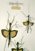 CollectionObject 1561387; fa49036b-2db2-46de-b7ba-9ddd952214e9: copyright RMNH, Leiden. male and female Phasma macklottii (syntypes). (CollectionObject).;CollectionObject 1561388; 548e999b-9be7-4db2-bef3-597a2fbc6911: copyright RMNH, Leiden. male and female Phasma macklottii (syntypes). (CollectionObject).