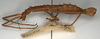 CollectionObject 1558447; NMW 733, 7ad6f6a9-db2e-4c26-9ae4-66a135aed0e9: copyright NMW, Vienna. female, lateral view (lectotype). (CollectionObject).
