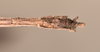 CollectionObject 1560849; 4101d71e-1523-4797-8024-8c5ff66e4919: copyright OUMNH. male: end of abdomen, ventral view (holotype). (CollectionObject).